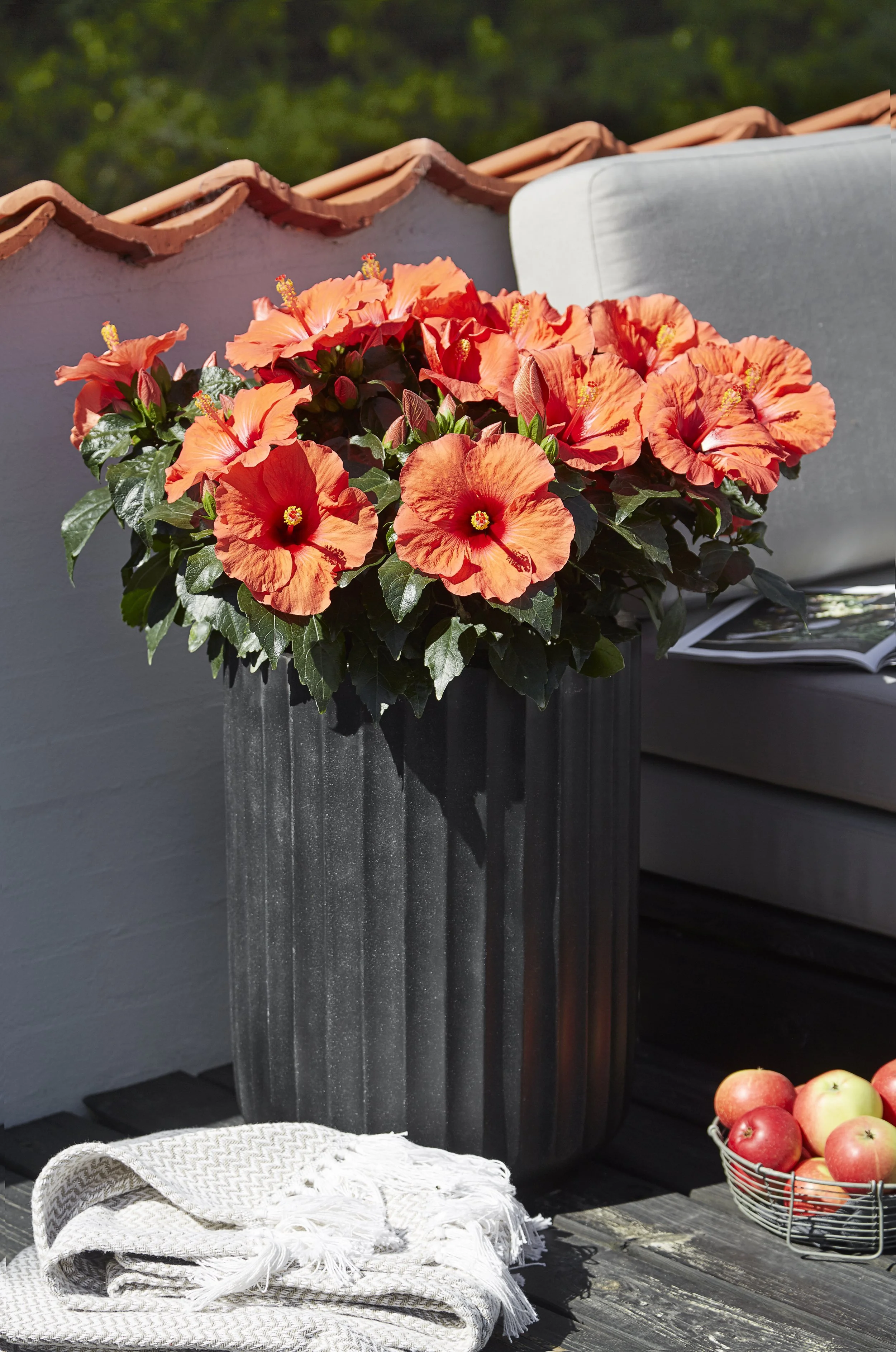HibisQs® Care — Graff-Breeding A/S